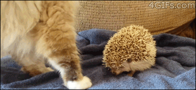 anigif_enhanced-buzz-27831-1381845794-0-gif.gif